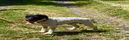 Cockapoo dogs for sale: Buddy - Ad 2
