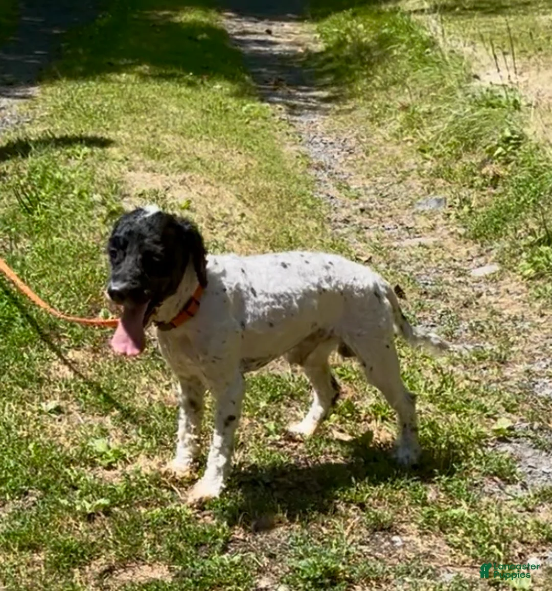 Cockapoo dogs for sale: Buddy - Ad 2