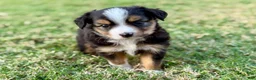 Toy Australian Shepherd dogs for sale: Bowser Jr. - Ad 2