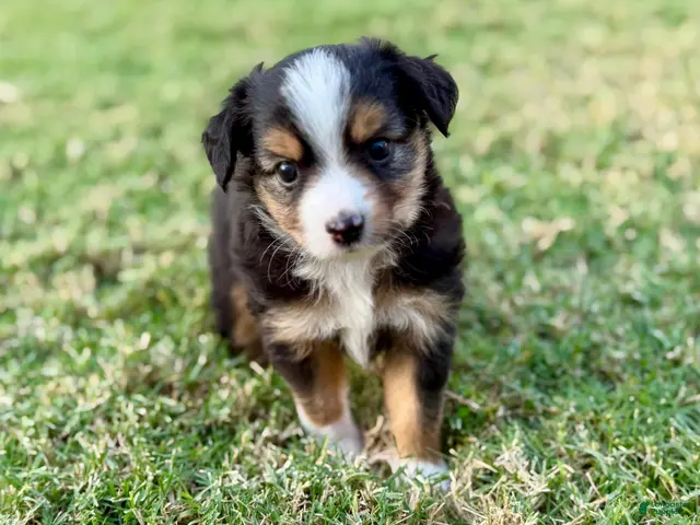 Toy Australian Shepherd dogs for sale: Bowser Jr. - Ad 2