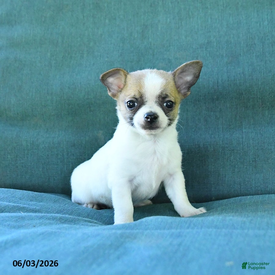 Chihuahua dogs Peanut  - Ad 2