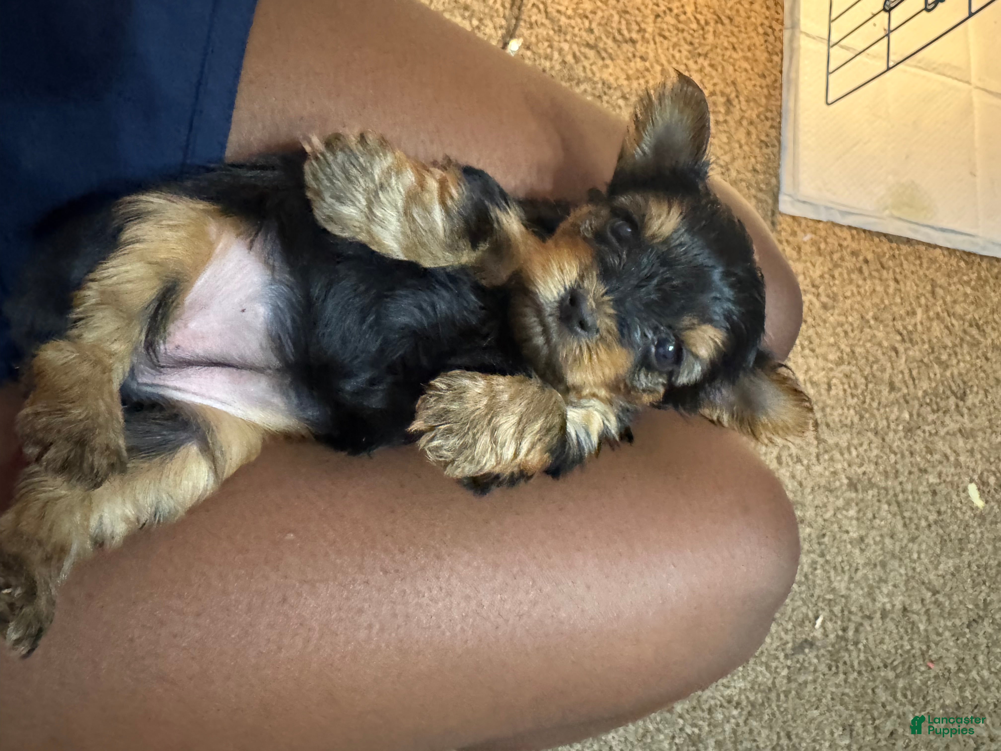 Yorkshire Terrier dogs for sale: Chanel - Ad 2