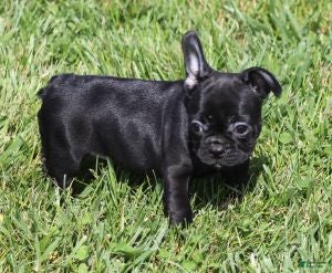 French Bulldog dogs IZZY - FEMALE - Ad 41