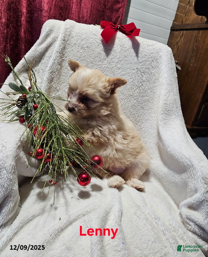 Mixed Breed dogs Lenny - Ad 34