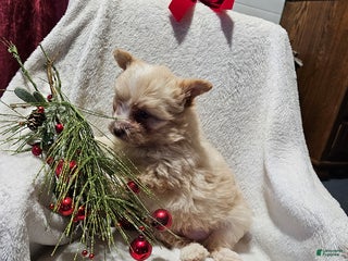 Mixed Breed dogs Lenny - Ad 10