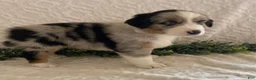 Australian Shepherd dogs for sale: Ranger - Ad 3
