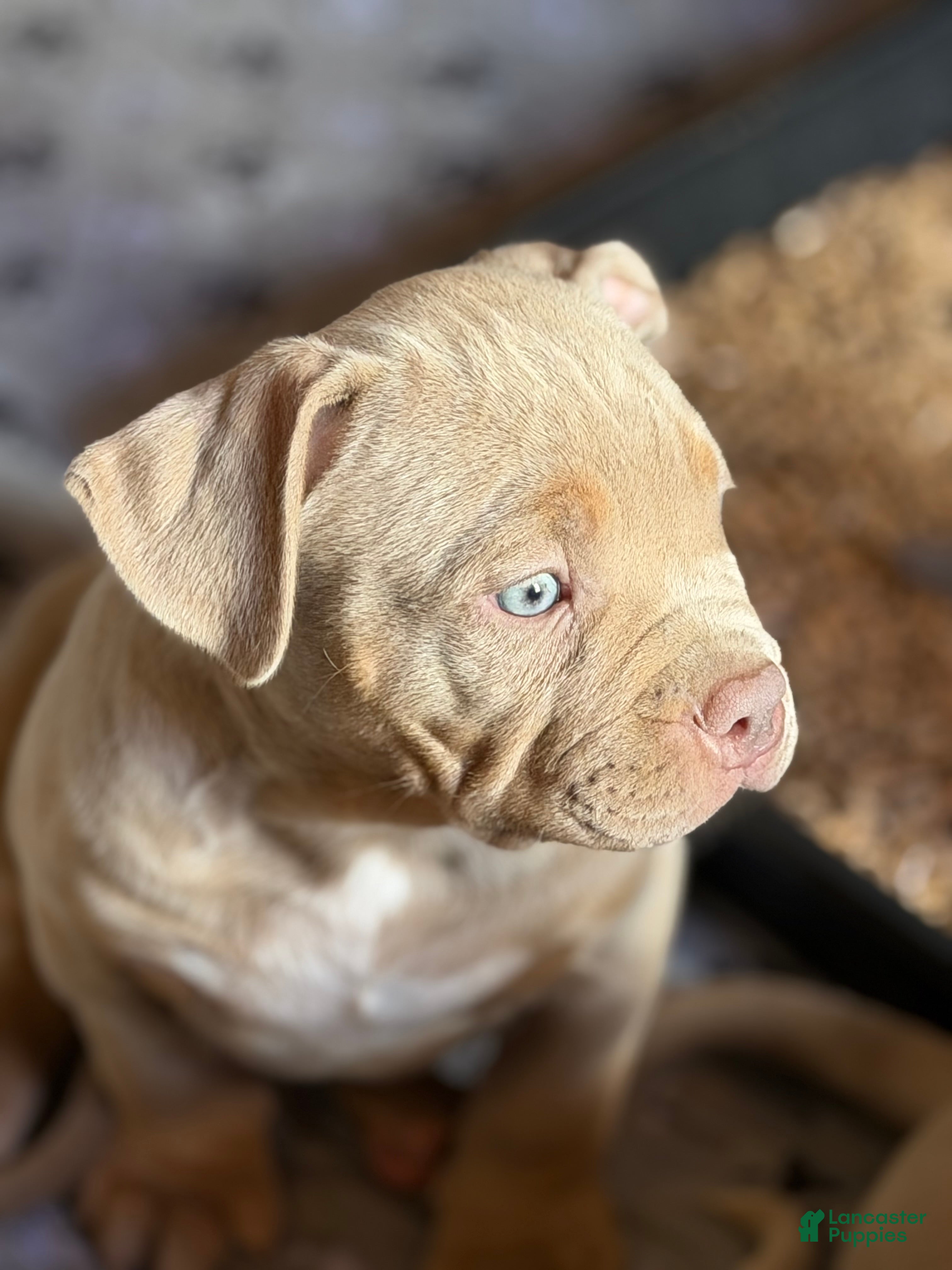 American Bully dogs Leo  - Ad 2