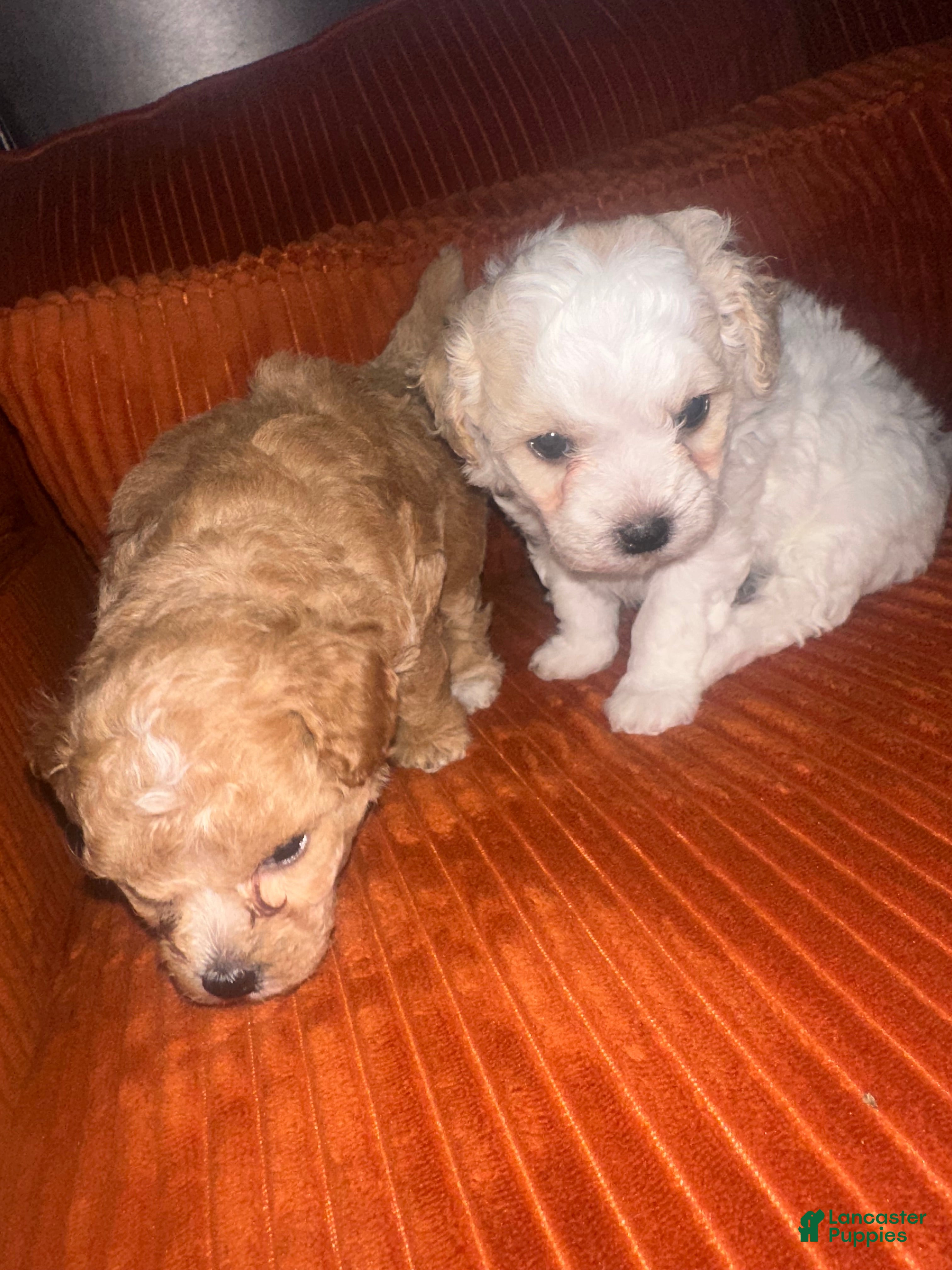 Mixed Breed dogs Mixed Breed Puppy 1 - Ad 1