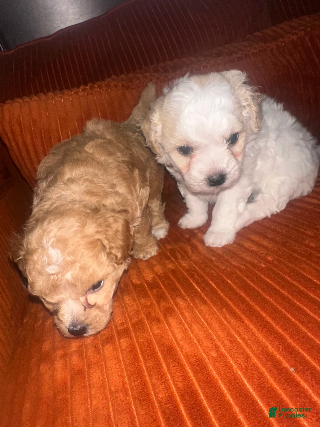 Mixed Breed dogs for sale: Mixed Breed Puppy 1 - Ad 1