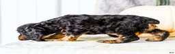 Cocker Spaniel dogs for sale: Polly - Ad 19