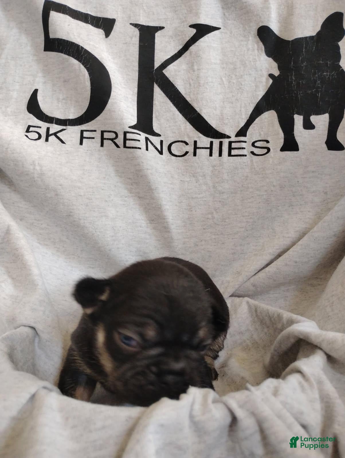 French Bulldog dogs Girl 1 - Ad 32