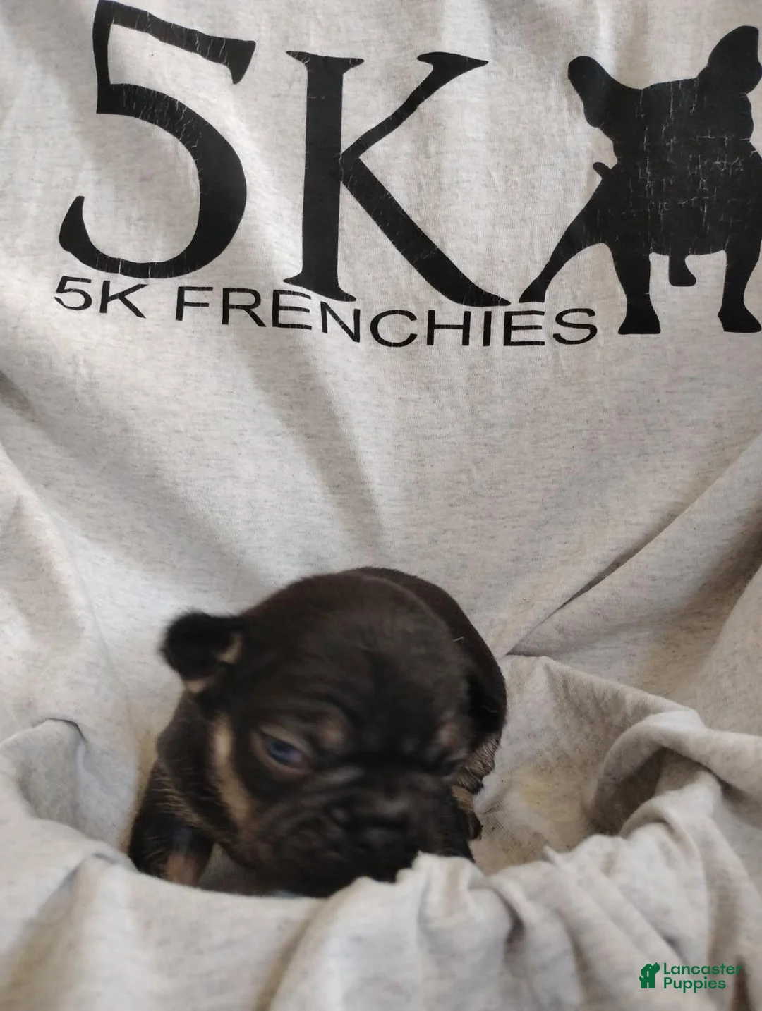 French Bulldog dogs for sale: Girl 1 - Ad 1