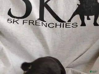 French Bulldog dogs Girl 1 - Ad 32