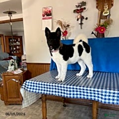 Akita dogs Kayla - Ad 1