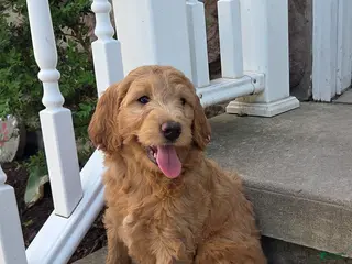Mini Goldendoodle dogs for sale: Pumpkin - Ad 1