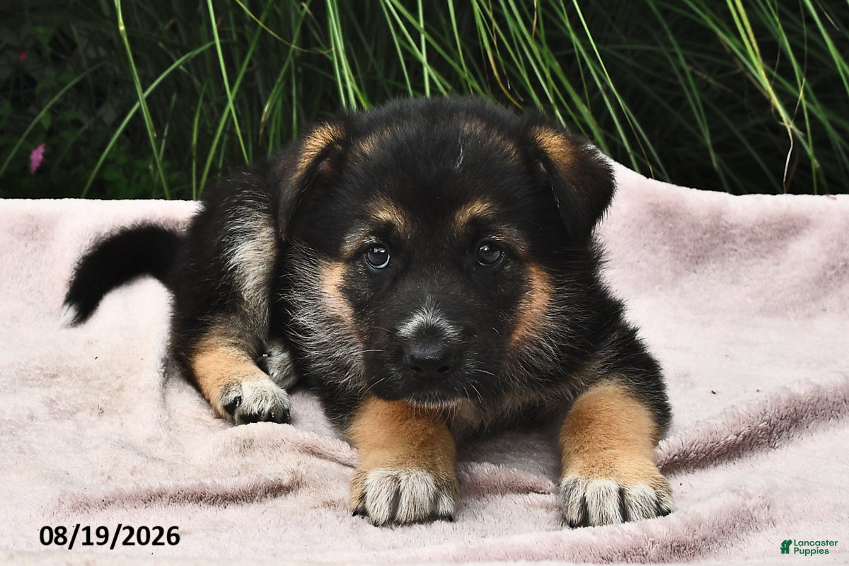 Mixed Breed dogs Everest  - Ad 2
