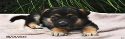 Mixed Breed dogs for sale: Everest  - Ad 2