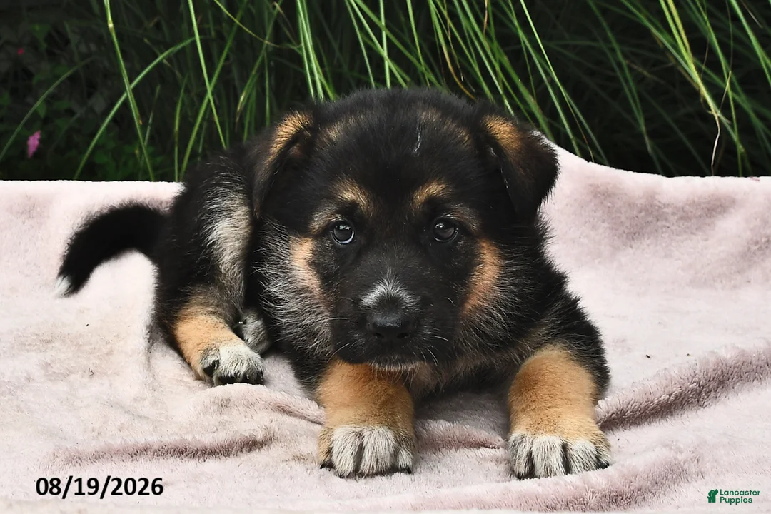Mixed Breed dogs for sale: Everest  - Ad 2