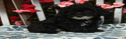 Toy Poodle dogs for sale: Hazel - Ad 2