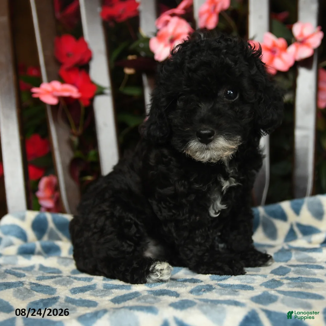 Toy Poodle dogs for sale: Hazel - Ad 2