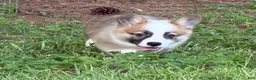 Welsh Corgi Pembroke dogs for sale: Hoss - Ad 7