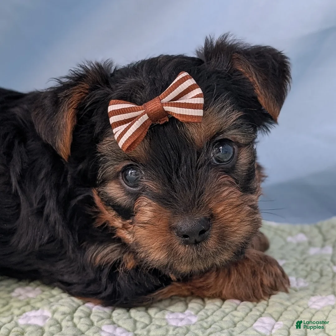 Yorkshire Terrier dogs for sale: Strawberry - Ad 2