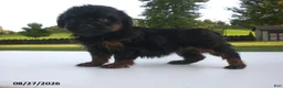Yorkiepoo dogs for sale: Jill - Ad 5