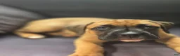 Boxer dogs for sale:  Jazzy - Ad 4