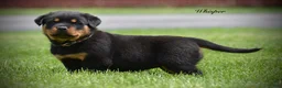 Rottweiler dogs for sale: Whiper - Ad 3
