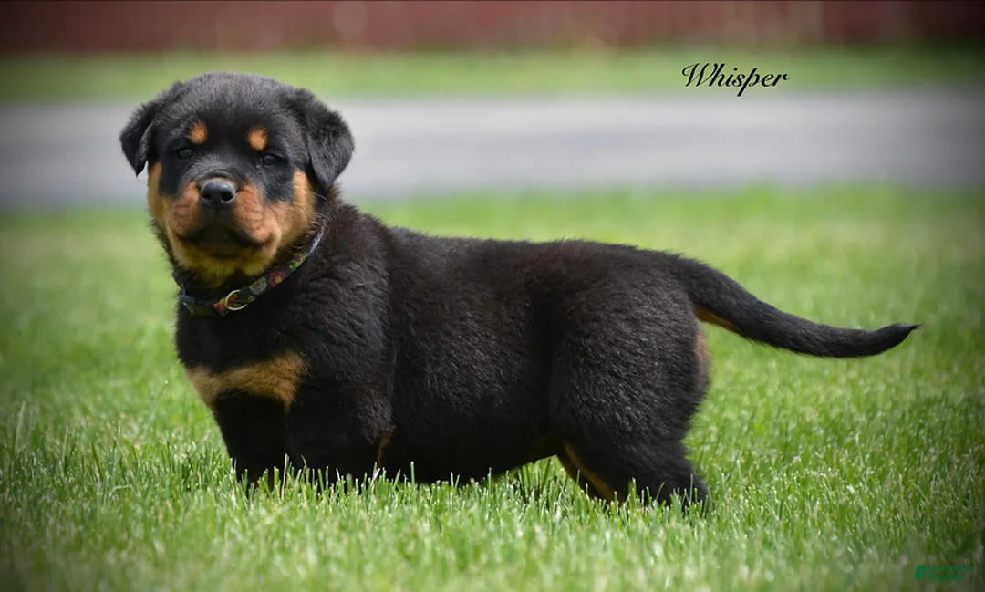 Rottweiler dogs for sale: Whiper - Ad 3