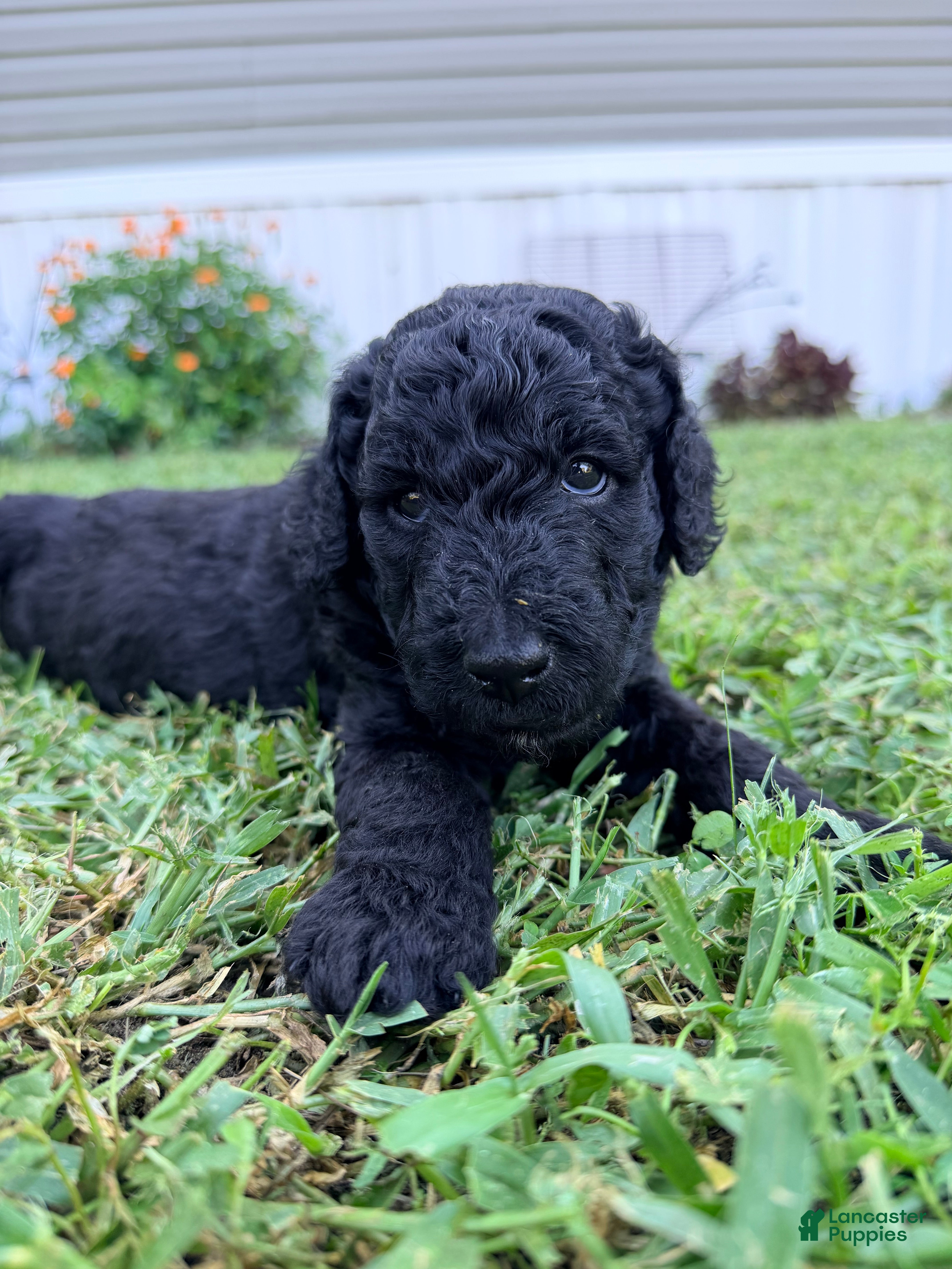 Goldendoodle dogs Onyx - Ad 2