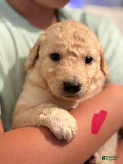 Goldendoodle dogs Pink Girl - Ad 1