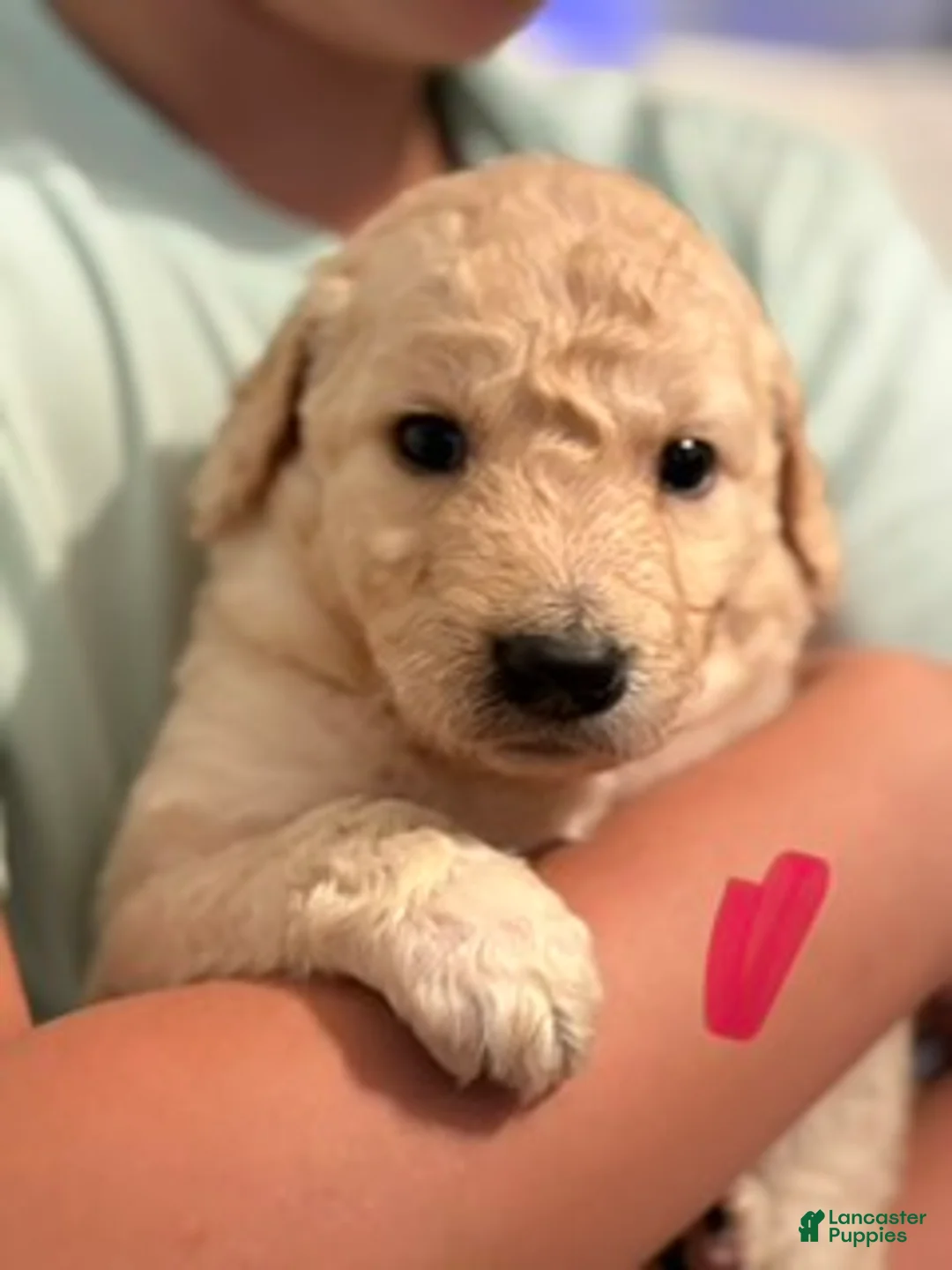 Goldendoodle dogs for sale: Pink Girl - Ad 1