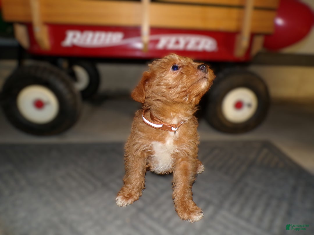 Pomapoo dogs for sale: Pomapoo Drew - Ad 5