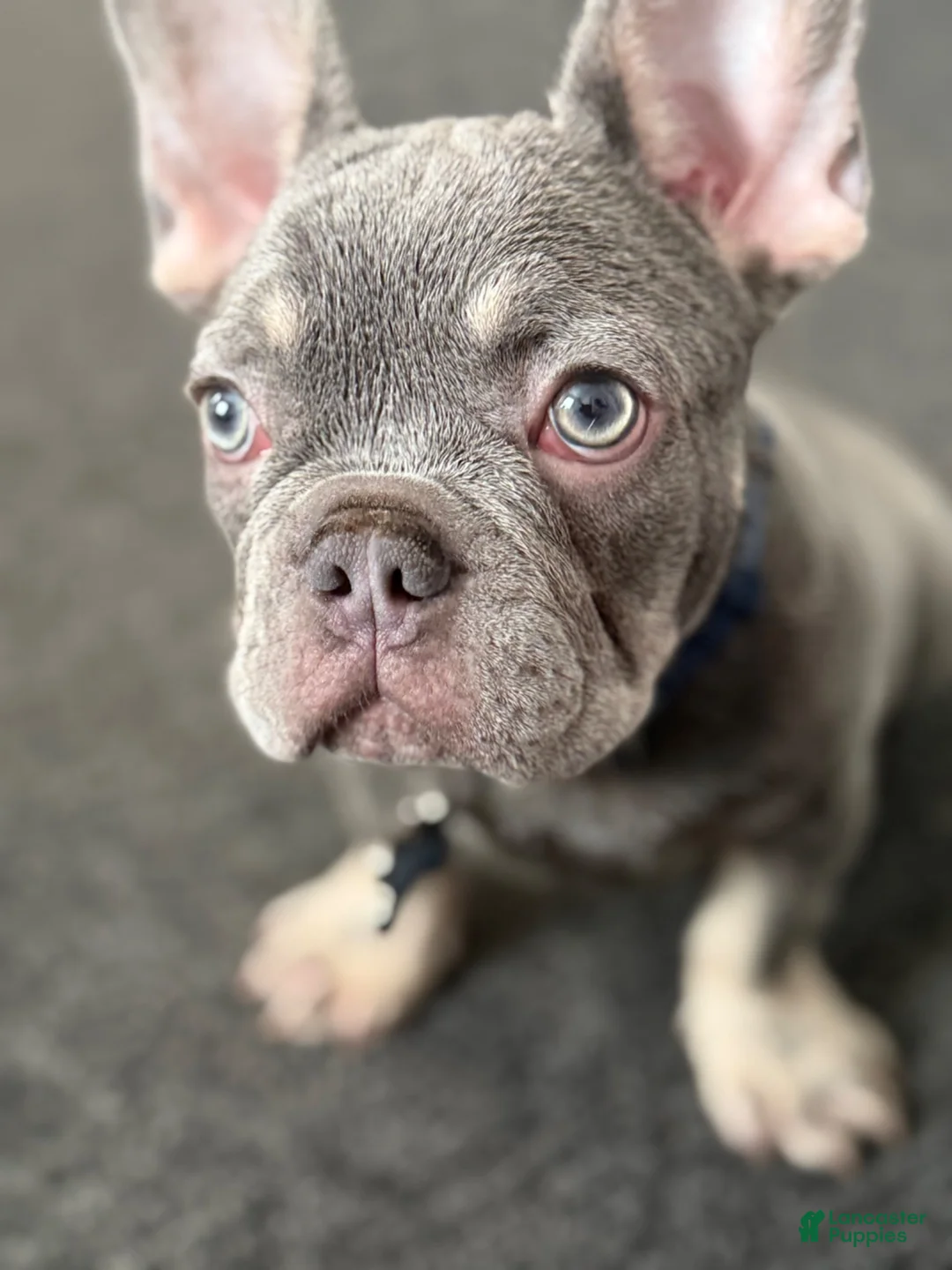 French Bulldog dogs for sale: French Bulldog 1 - Ad 3
