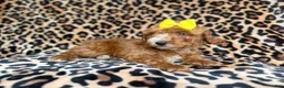 Cockapoo dogs for sale: Janey - Ad 4