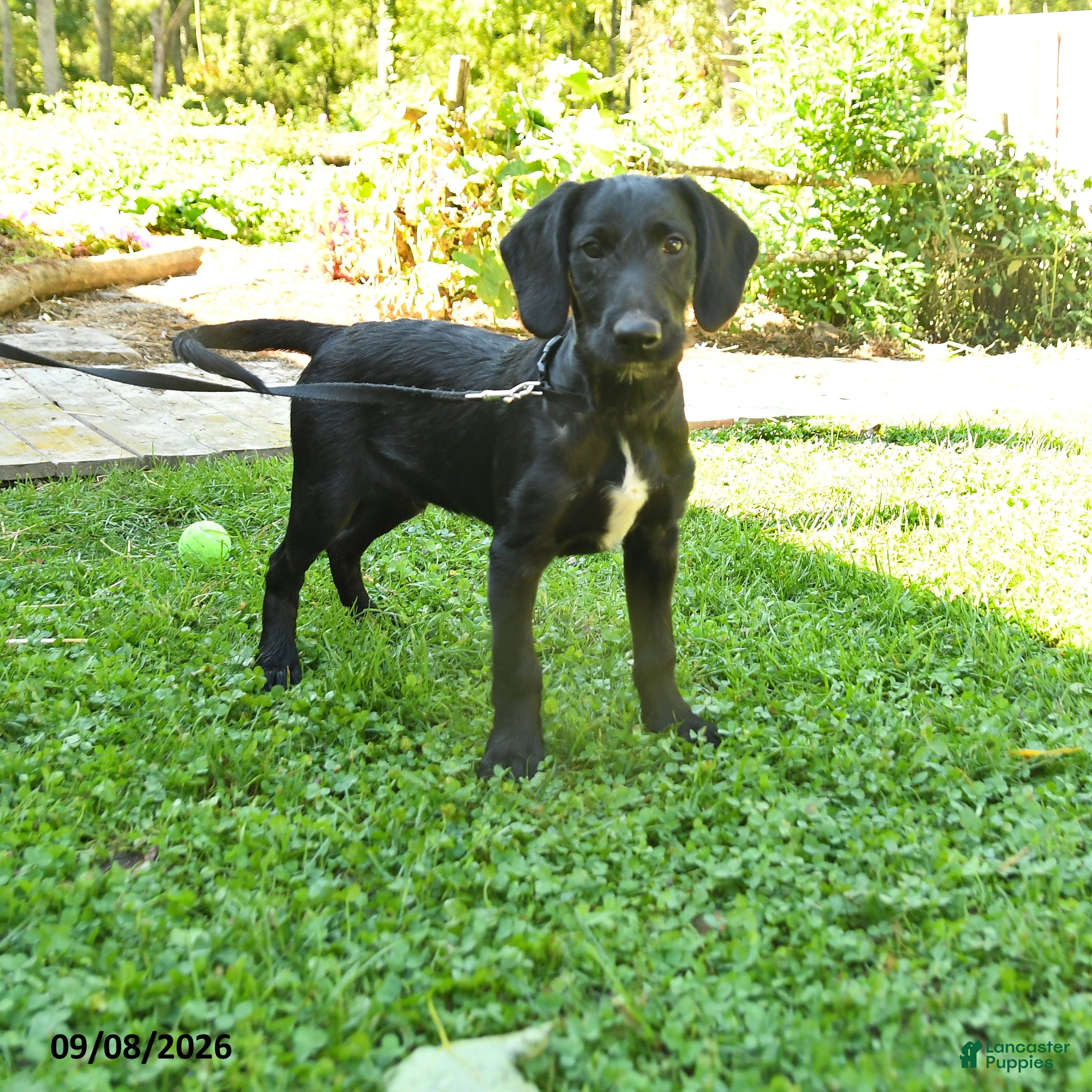 Labradoodle dogs Dodger - Ad 1