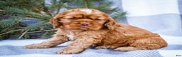 Cocker Spaniel dogs for sale: Tony - Ad 9