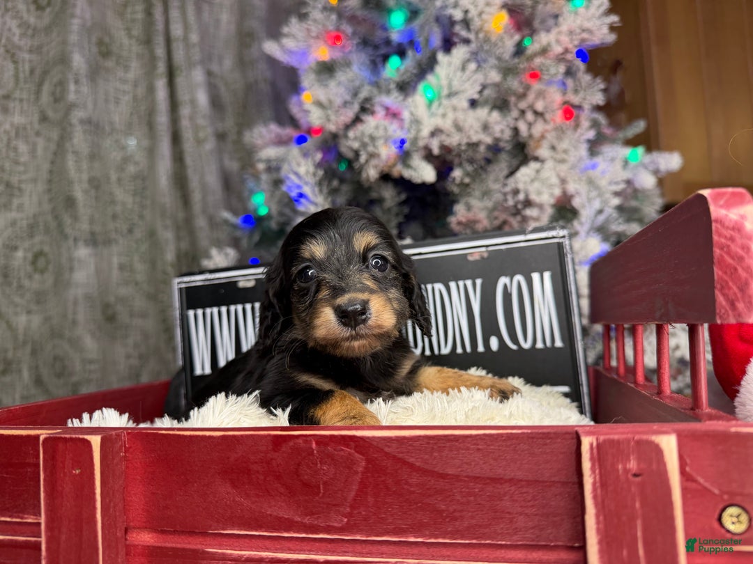 Miniature Dachshund dogs for sale: Russian red Triscuit larger - Ad 29