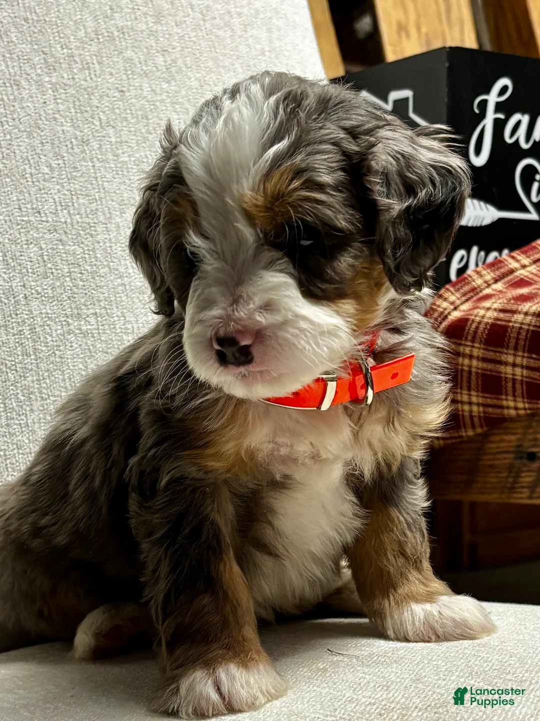 Mini Bernedoodle dogs for sale: Everest Mini Bernedoodle Puppy 6 - Ad 10