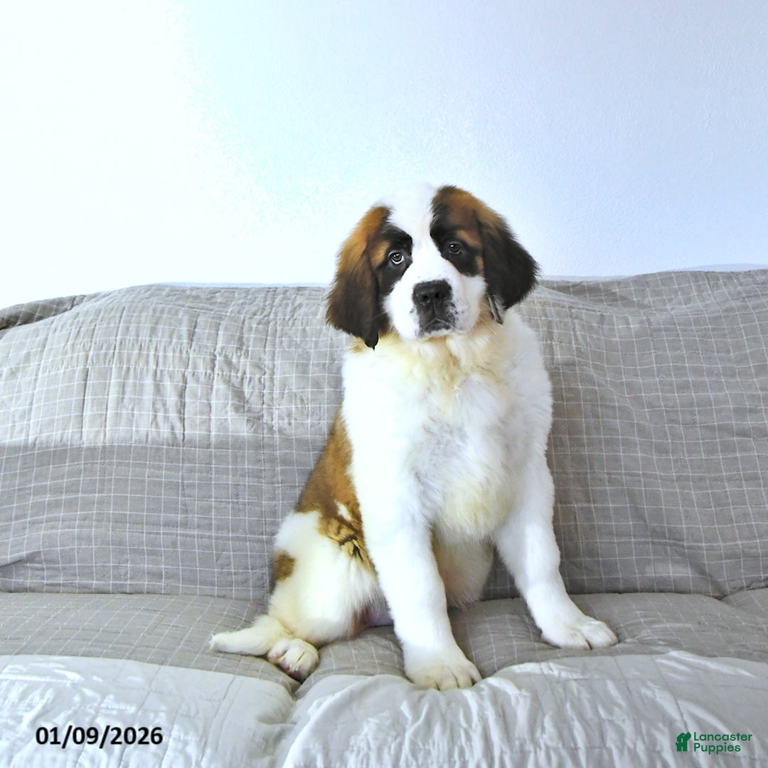 Saint Bernard dogs for sale: Noelle - Ad 2