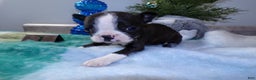 Boston Terrier dogs for sale: Boston Terrier Puppy 1 Dixie - Ad 3
