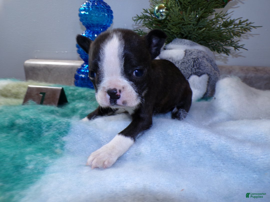 Boston Terrier dogs for sale: Boston Terrier Puppy 1 Dixie - Ad 3