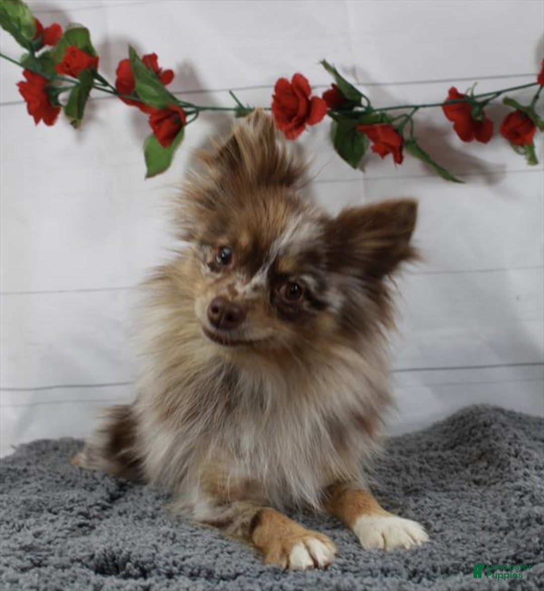 Pomeranian dogs for sale: Pomeranian Puppy 4 - Ad 4