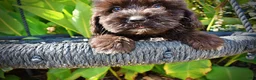 Havapoo dogs for sale: Kipper - Ad 3