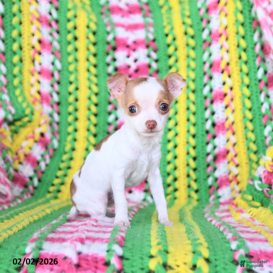 Chihuahua dogs Leo - Ad 2