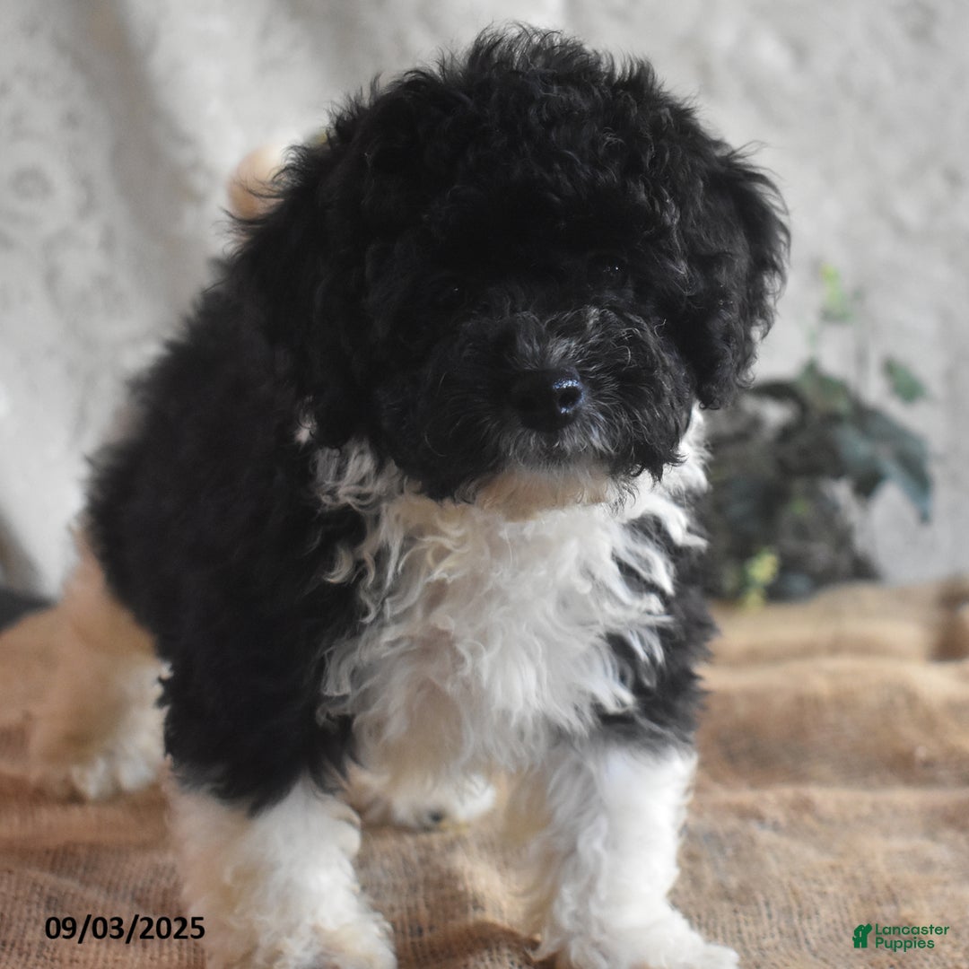 Cavapoo dogs for sale: Alisha - Ad 4