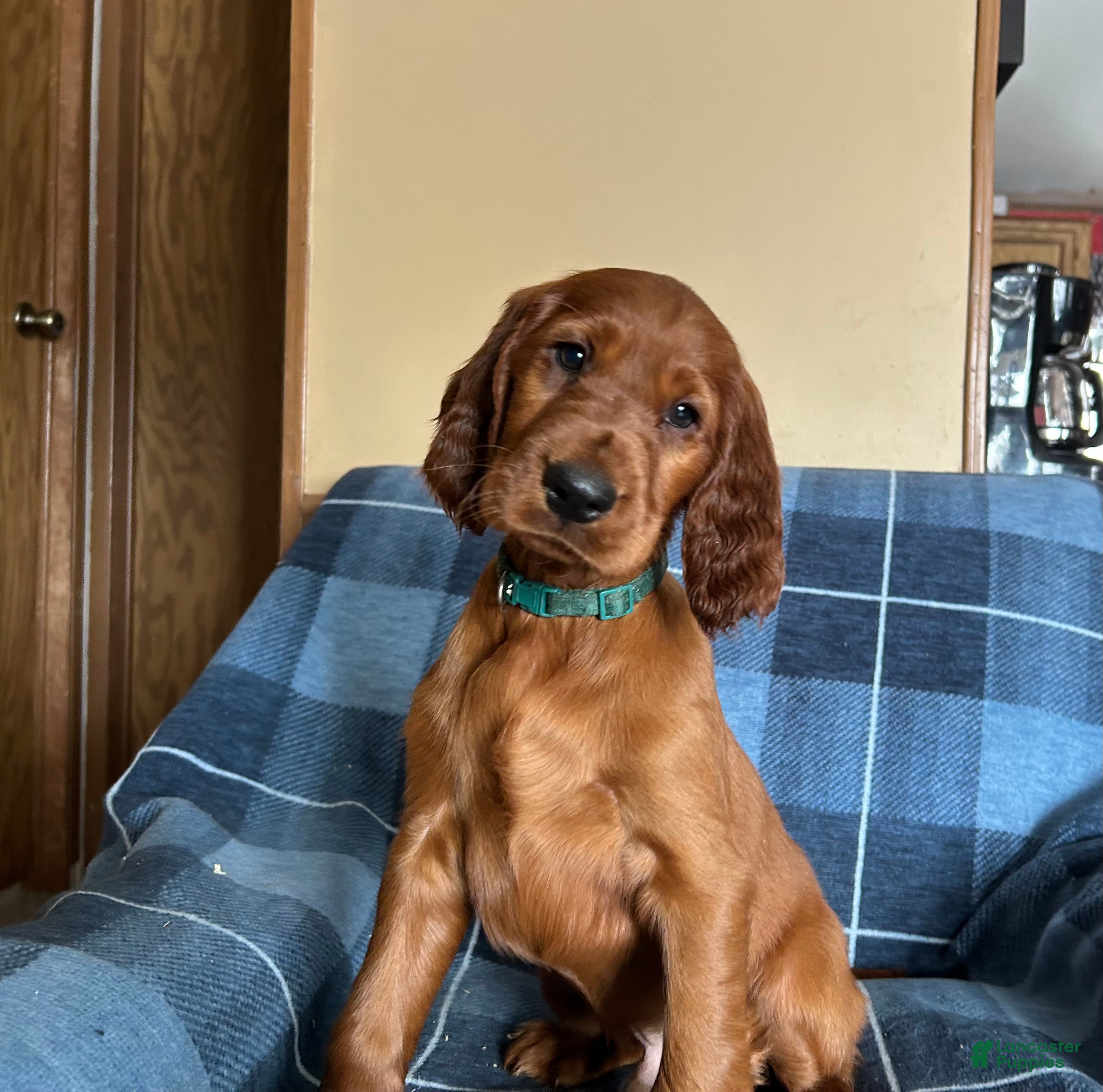 Irish Setter dogs Irish Setter male green collar - Ad 17