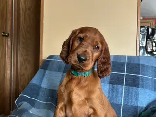 Irish Setter dogs Irish Setter male green collar - Ad 17