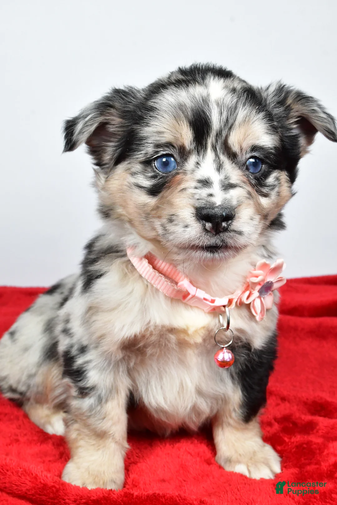 Mixed Breed dogs for sale: Cindy - Ad 1